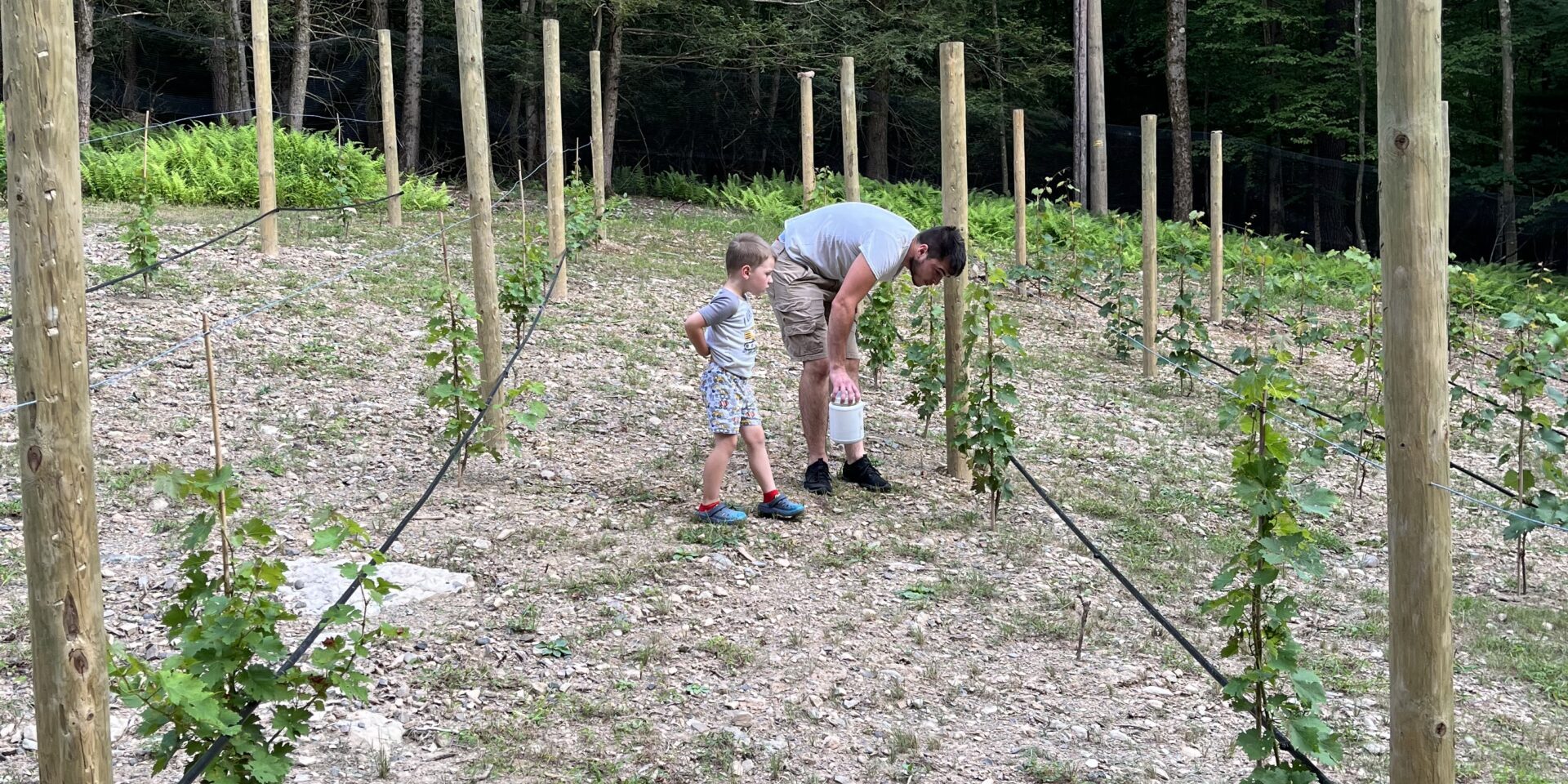 Maintaining Whitetail Vineyard