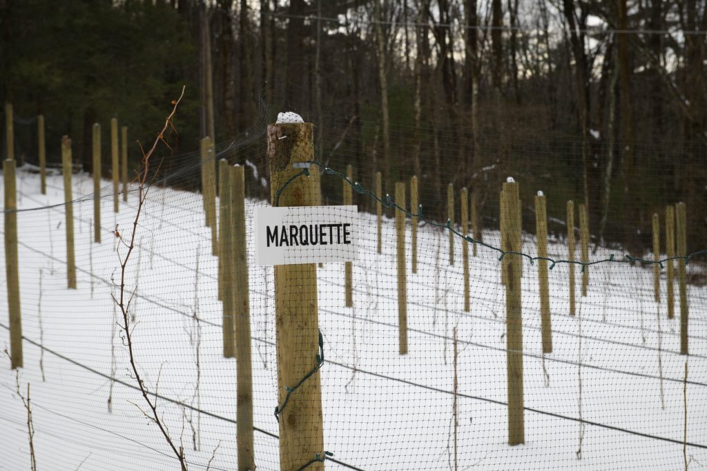 Marquette vines at Whitetail Vineyard