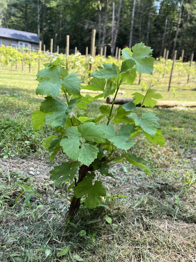 Whitetail vineyards Whitetail vineyards